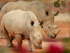 -泉州海丝野生动物世界