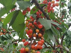 -樱桃山旅游景区