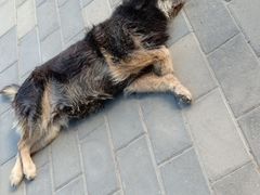 -阳台山自然风景区