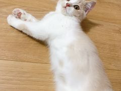 -东方名猫馆·英短金渐层布偶猫舍(环线广场1号楼店)