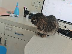 -佳雯宠物医院·皮肤科·内外科(春晓路分院)