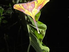 -中国科学院西双版纳热带植物园