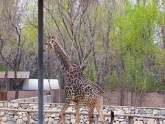 -北京野生动物园