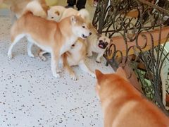 -喜柴咖啡·柴犬狗咖