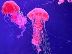 -珠海长隆海洋王国
