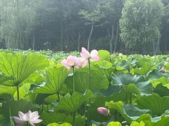 -金鸡湖桃花岛