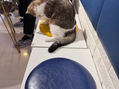 -平行世界·猫咖(首经贸店)