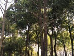 -重庆市江北嘴中央商务区中央公园