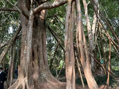 -中国科学院西双版纳热带植物园