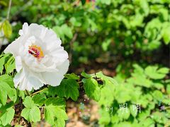 -狼山风景名胜区