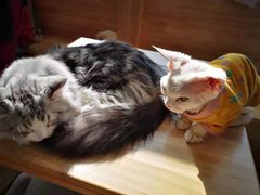 -猫腻·猫咖·撸猫馆(星光大道店)