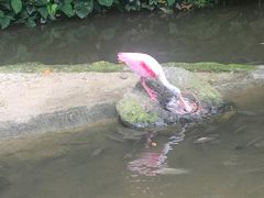 -新加坡飞禽公园