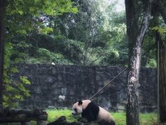 -都江堰中华大熊猫苑