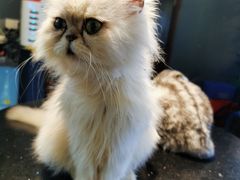 -more than meow吴止猫主题餐厅(承德 中船汇店)