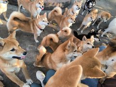 -柴犬高等学院·狗咖·柴犬售卖·宠物训练