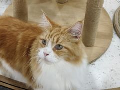 -喵园·猫主题咖啡厅·撸猫·猫咖(国贸店)