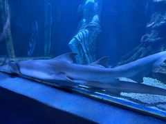 -太平洋海底世界