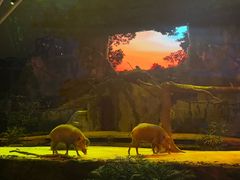 -夜间野生动物园