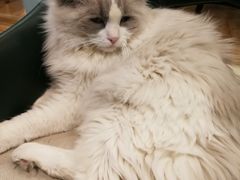 -遇见羊驼·奶狗咖·布偶猫咖·法斗柯基柴犬阿拉斯加(春熙路太古里IFS店)