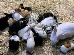 -绿色星球动物主题公园