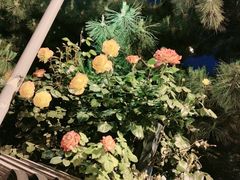 -四喜小胖·北京涮肉(五道营店)