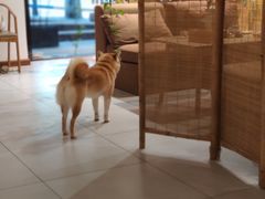 -柴务处·柴犬主题狗咖