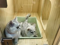 -屋虎猫馆(宝安大仟里店)