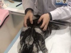 -北京恒爱动物医院(清景园分院)