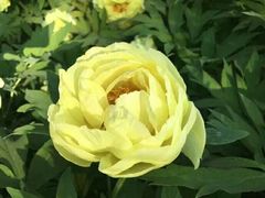 -洛阳市隋唐城遗址植物园