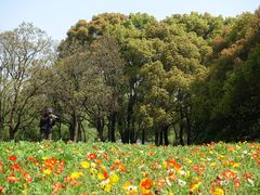 -上海共青森林公园