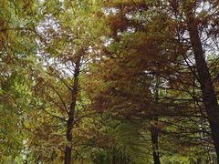 -溱湖国家湿地公园