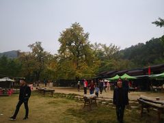 -千年银杏谷文化旅游区