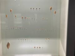 -青岛贝壳博物馆