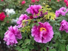 -曹州百花园