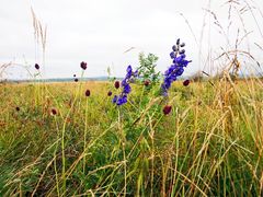 -塞罕坝国家级自然保护区