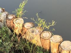 -春花秋色城市公园