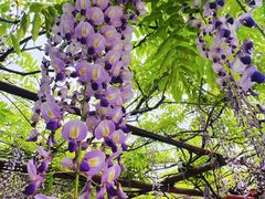 -嘉定紫藤园