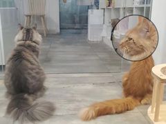 -楼上猫咖(罗湖店)