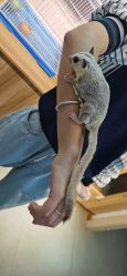 -Moni星球萌宠·小马宝莉·灵蛇·高端高阶全萌宠互动体验俱乐部(红豆国际广场店)