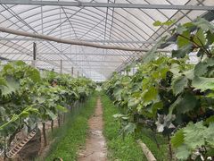 -马陆小张葡萄园农家乐