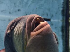 -芜湖新华联大白鲸海洋公园