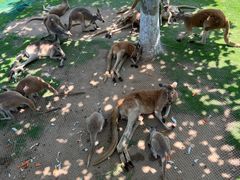 -西霞口神雕山野生动物世界