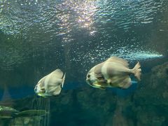 -上海海洋水族馆