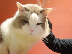 -猫色咖啡·猫咖