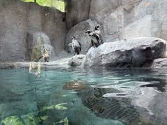 -合肥野生动物园
