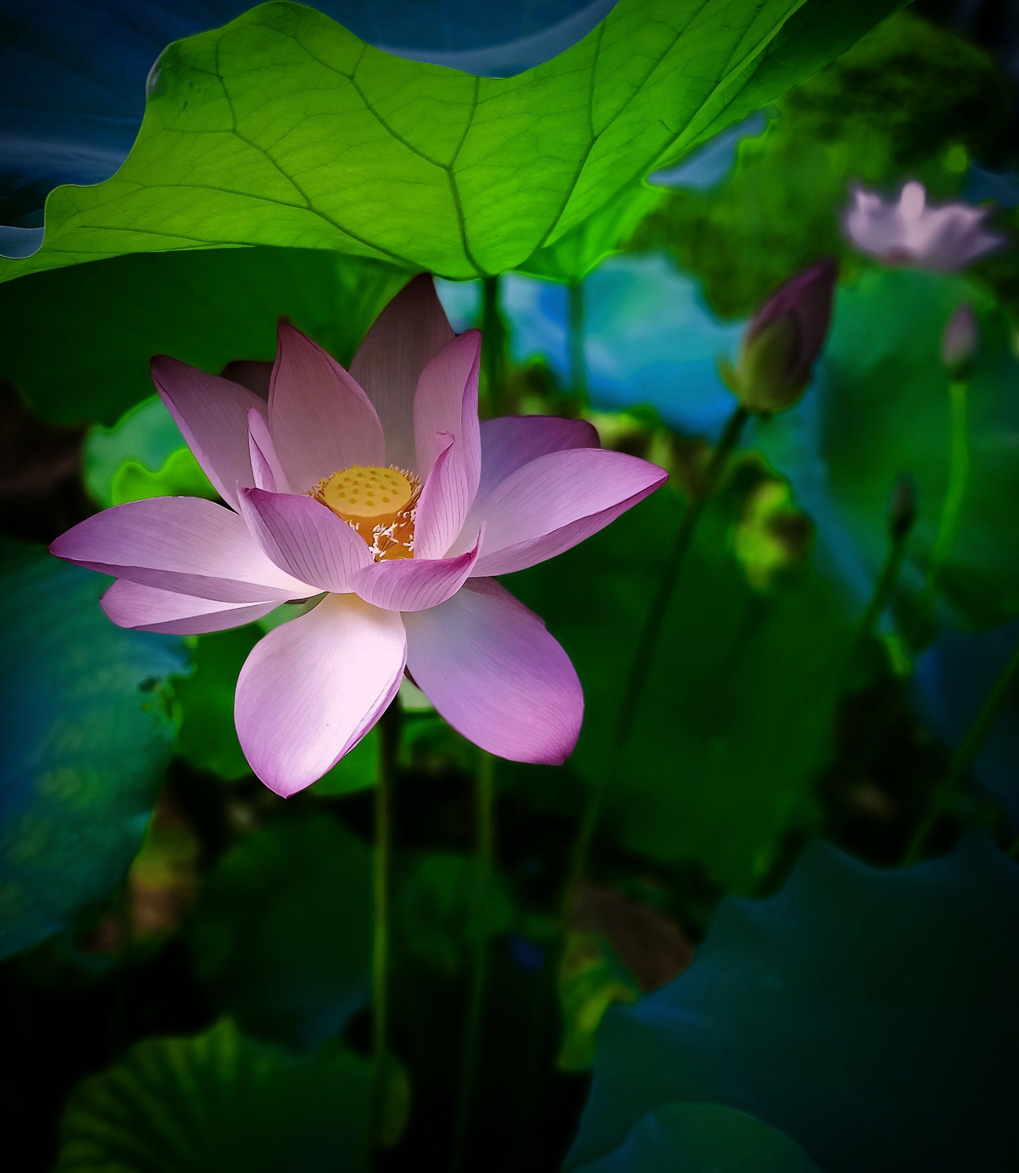 佛山亚艺公园[爱]:仙雾缭绕荷香来[玫瑰]