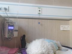 -北京观赏动物医院·24小时大型综合·猫专科·异宠专科