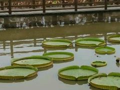 -大湾区中央湿地公园