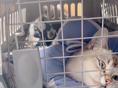 -伟伟宠物医院·瑞派猫友好医院·猫科(光谷店)
