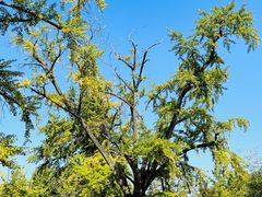 -千年银杏谷文化旅游区